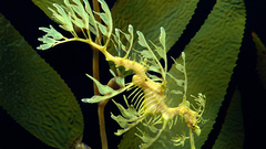 Leafy Seadragon