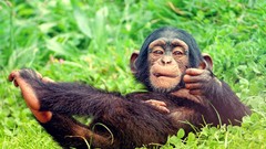 Leaves Animals chimpanzee monkeys lying down baby animals