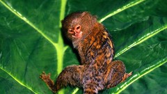 Leaves Animals hanging marmosets
