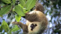 Leaves Animals sloth Panama