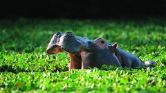 Leaves Animals water hippopotamus