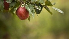 Leaves apples fruits fruit trees