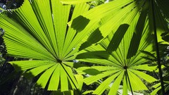 Leaves Australia Beaches palm leaves