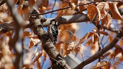 Leaves autumn Birds woodpecker wildlife