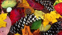 Leaves autumn cones fallen leaves