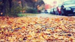 Leaves autumn fallen leaves depth of field streetscape