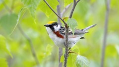 Leaves Birds Canada male Warblers
