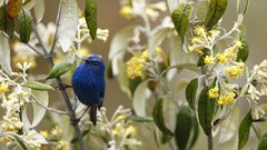 Leaves Birds yellow flowers Tanagers