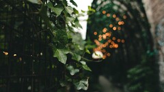 leaves bokeh grid nature depth of field Plants metal fence