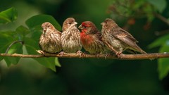 Leaves branches Birds Finches