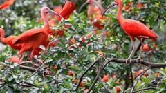 Leaves branches Birds ibis