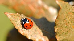 Leaves bugs lady bugs