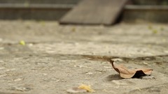 Leaves Canon EOS 600D