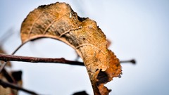 Leaves clover autumn