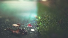 Leaves coins focused