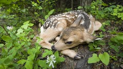 Leaves deer fawn baby