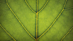 Leaves Derek Prospero