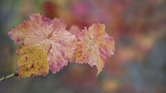 leaves fall red leaves grapevine Plants