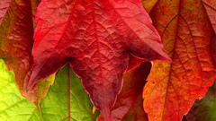 Leaves fallen leaves