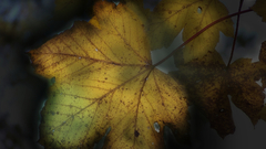 Leaves fallen leaves