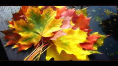 Leaves fallen leaves