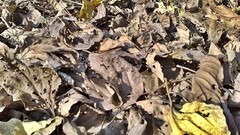 Leaves fallen leaves