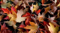 Leaves fallen leaves