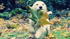 Leaves grass Animals autumn Puppies Dogs Adventure golden 