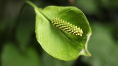 Leaves Green Canon EOS 600D