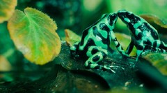 Leaves Green Frogs kissing amphibians Poison Dart Frogs