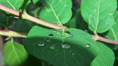 Leaves Green water drops hungary Székesfehérvár