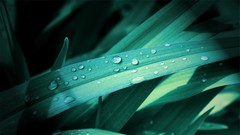 Leaves Green waterdrops