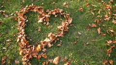 Leaves Hearts fallen leaves