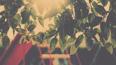 Leaves lighting light bloom