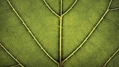 Leaves macro Derek Prospero