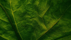 Leaves macro Green