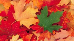 Leaves maple leaf widescreen