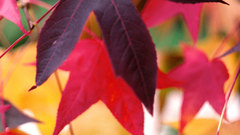 Leaves My Monitor fell