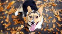 Leaves nature Animals autumn eyes Dogs corgi