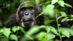 Leaves nature Animals chimpanzee brown eyes apes