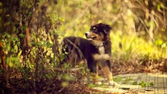 Leaves nature Animals Dogs pets depth of field australian 