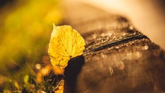 Leaves nature autumn sidewalk flora