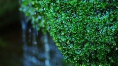 Leaves nature bokeh depth of field hedges