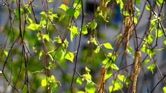 Leaves nature branches birch