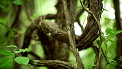 Leaves nature branches vines forests depth of field