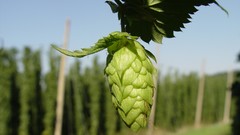 Leaves nature food Plants hops