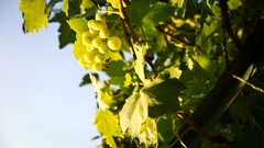 Leaves nature grapes fruit trees