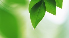 Leaves nature Green daf