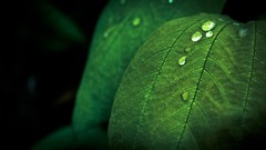 Leaves nature Green idevil17