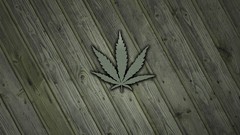 Leaves nature Green Wood noise marijuana mold